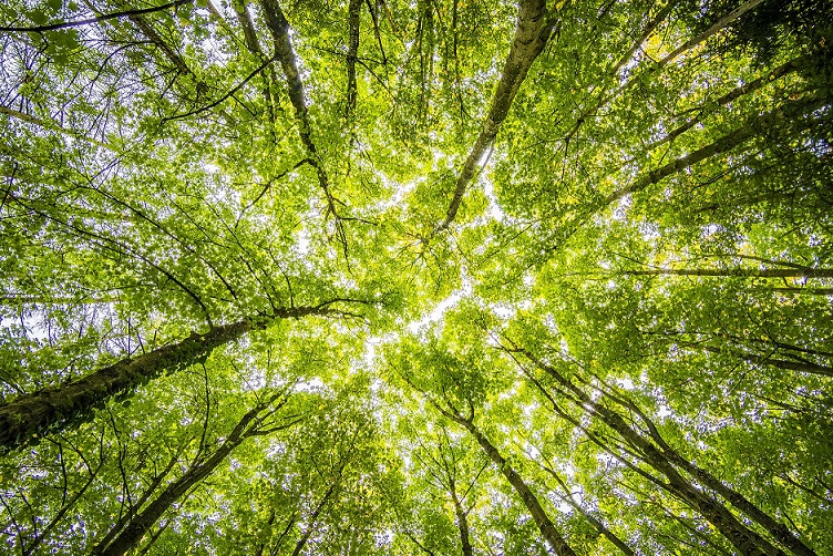 View of forest from ground level